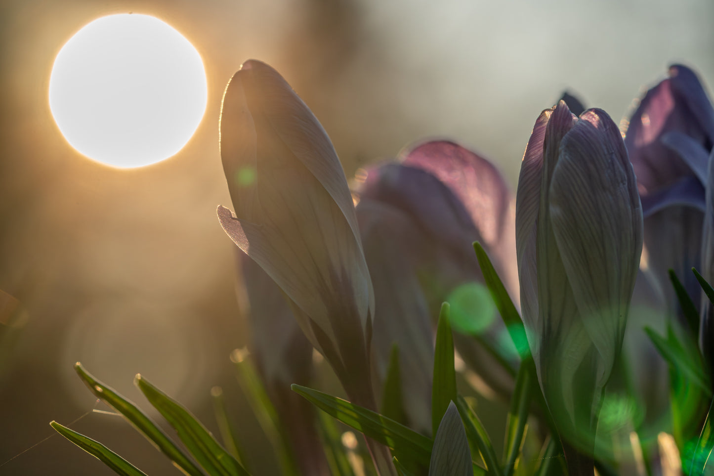 Blume