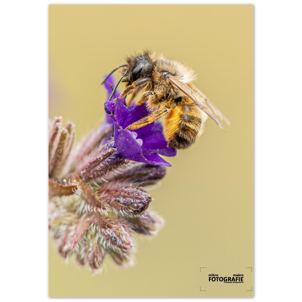 Bienen und Blumen