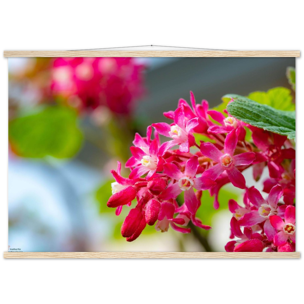 Schöne Blumen