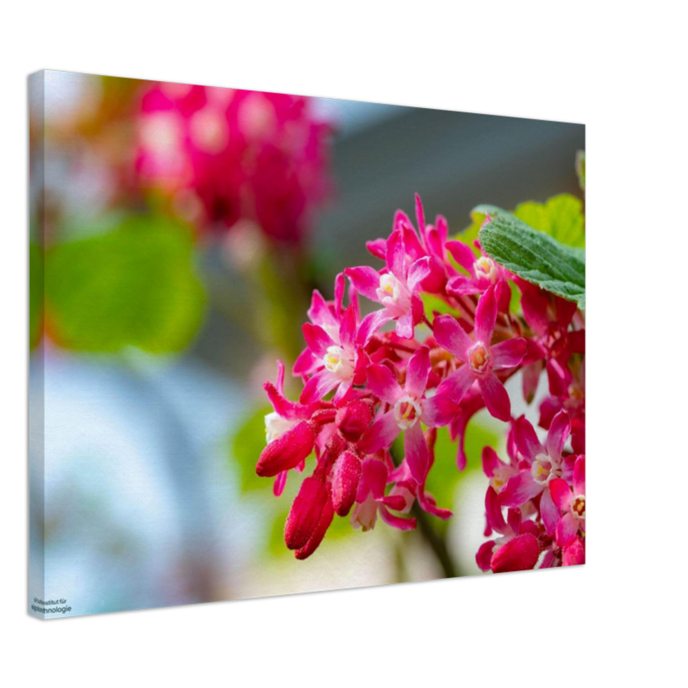 Schöne Blumen