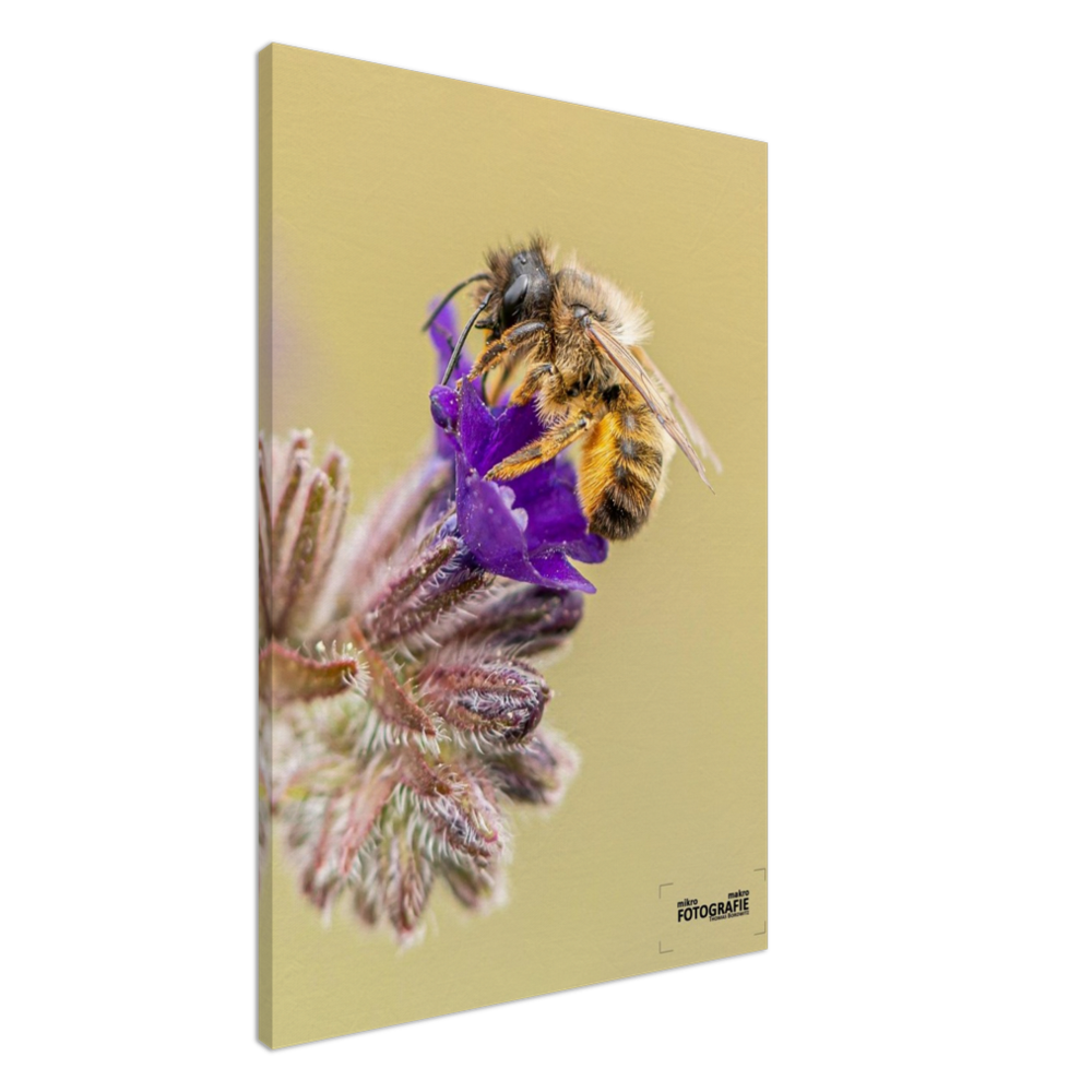 Bienen und Blumen