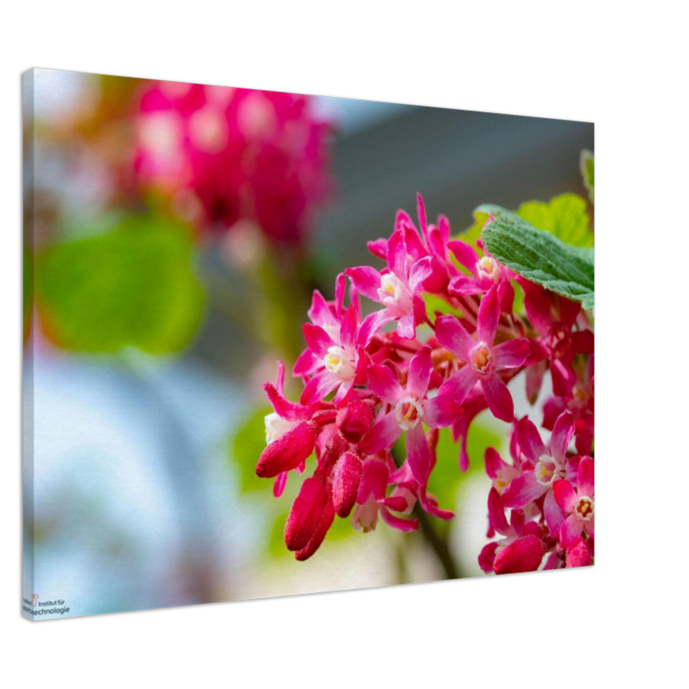 Schöne Blumen