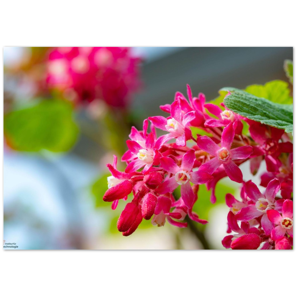 Schöne Blumen