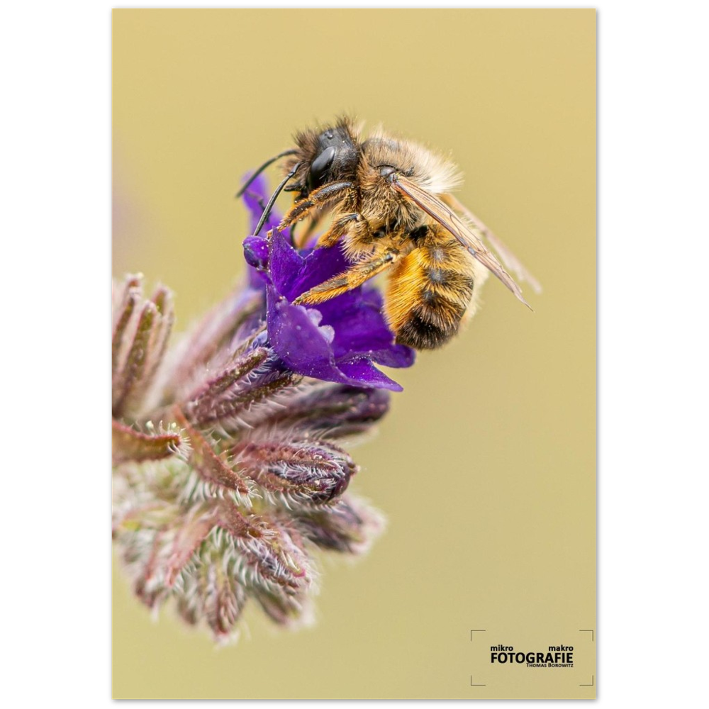 Bienen und Blumen