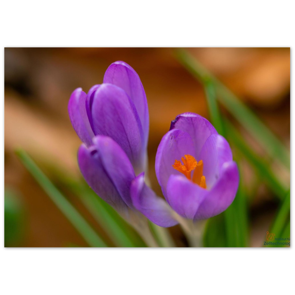Blümchen