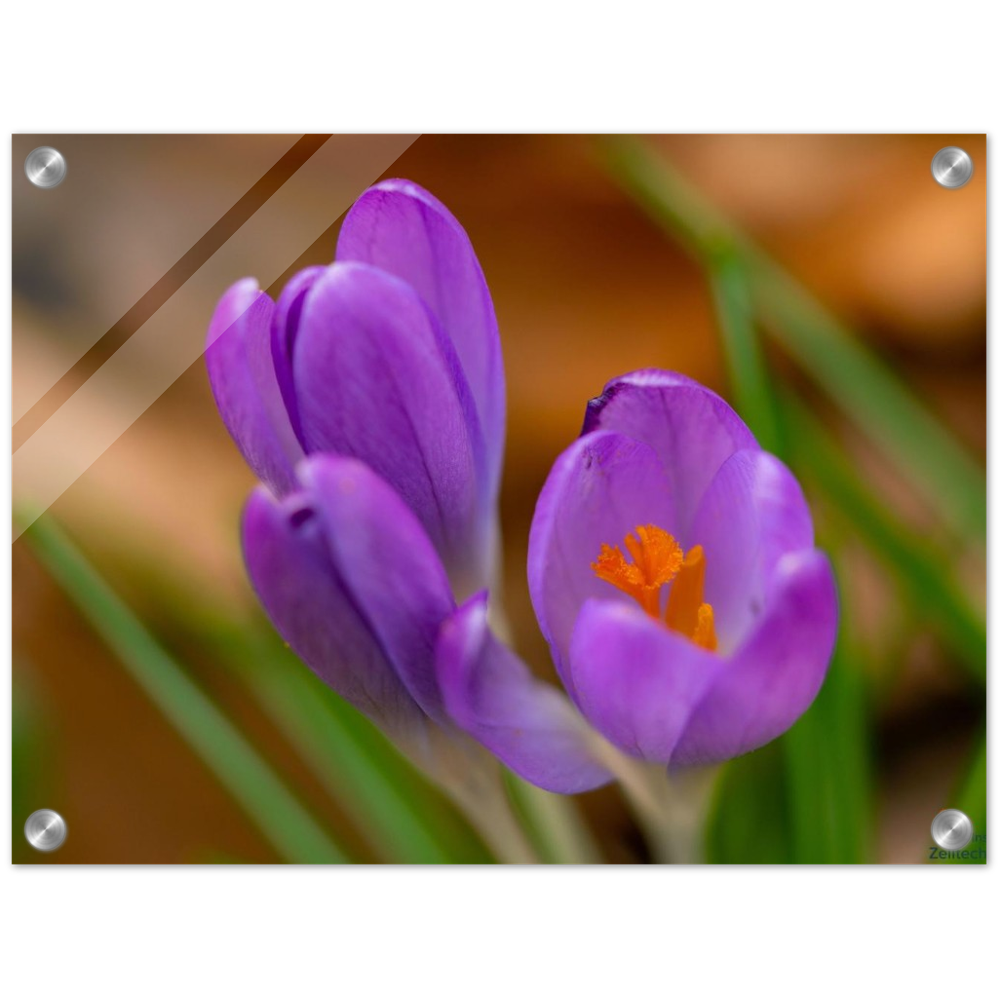Blümchen