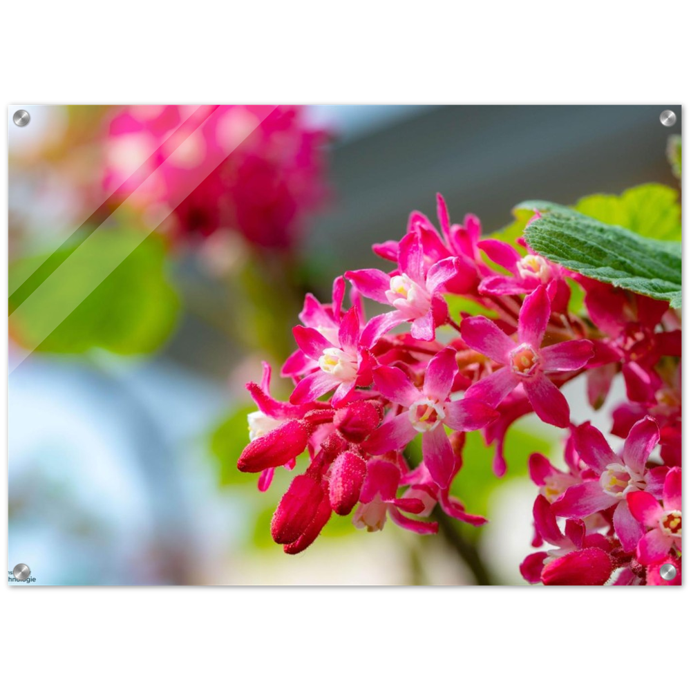 Schöne Blumen