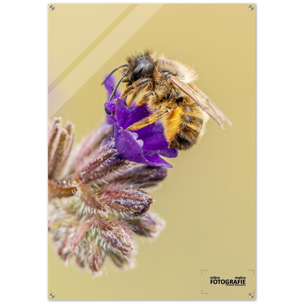 Bienen und Blumen