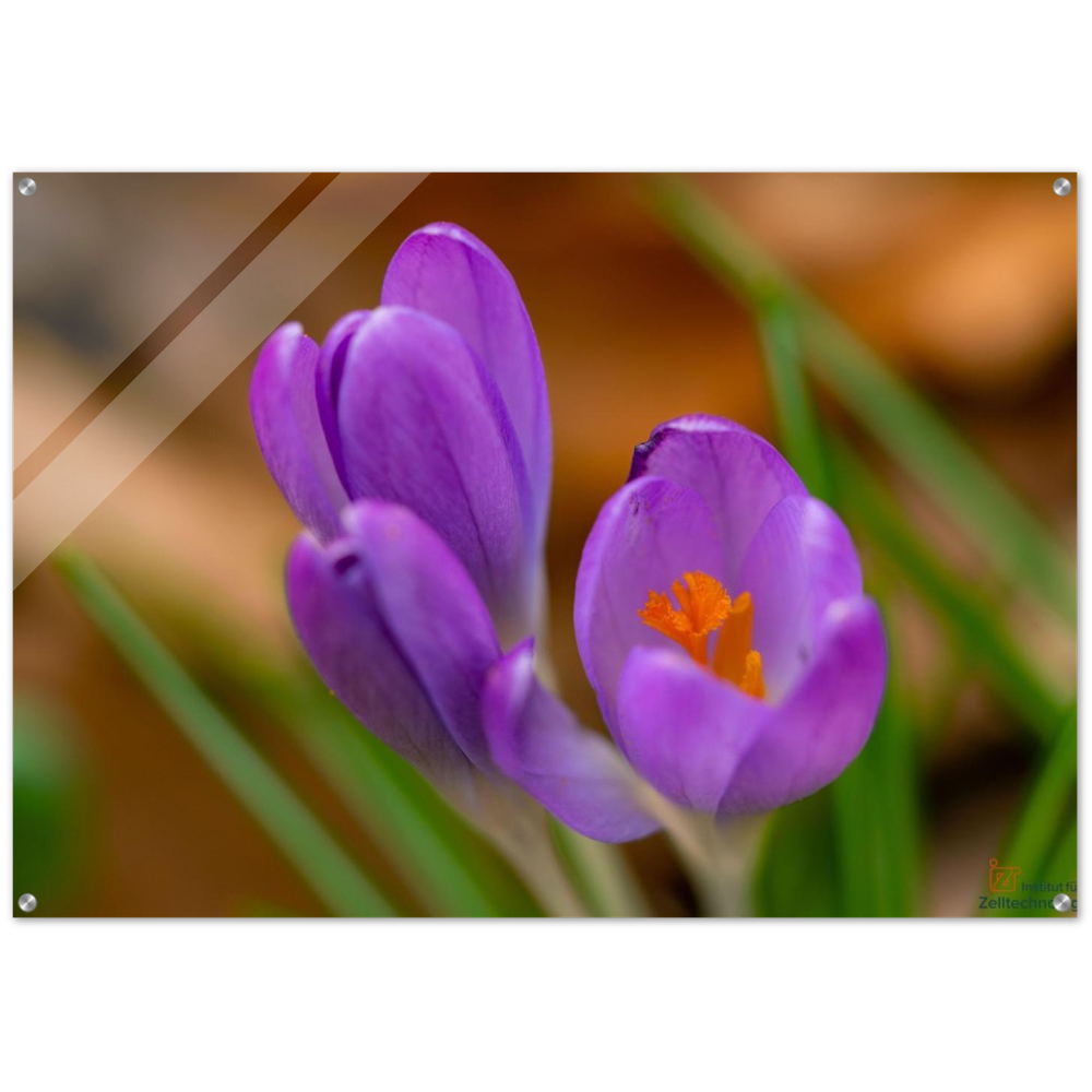 Blümchen