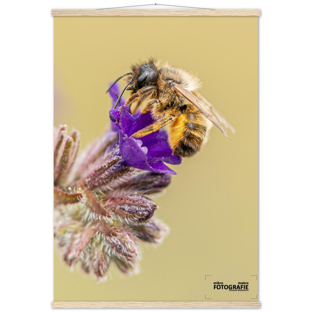 Bienen und Blumen