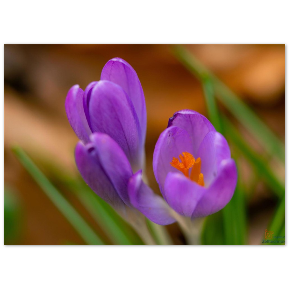 Blümchen