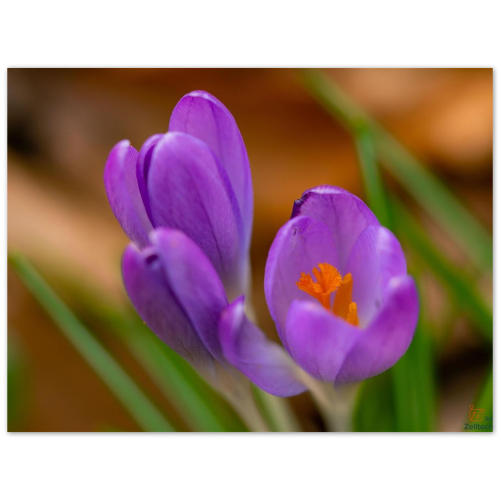 Blümchen