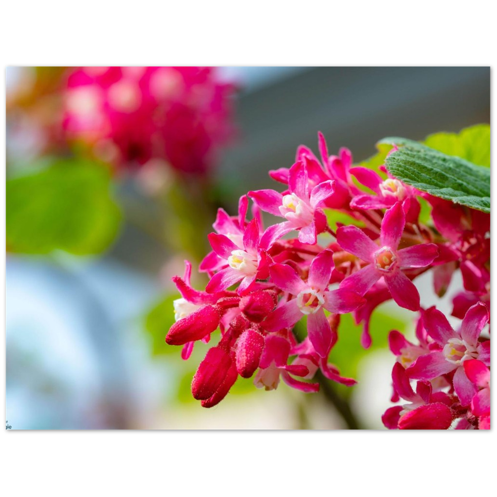 Schöne Blumen