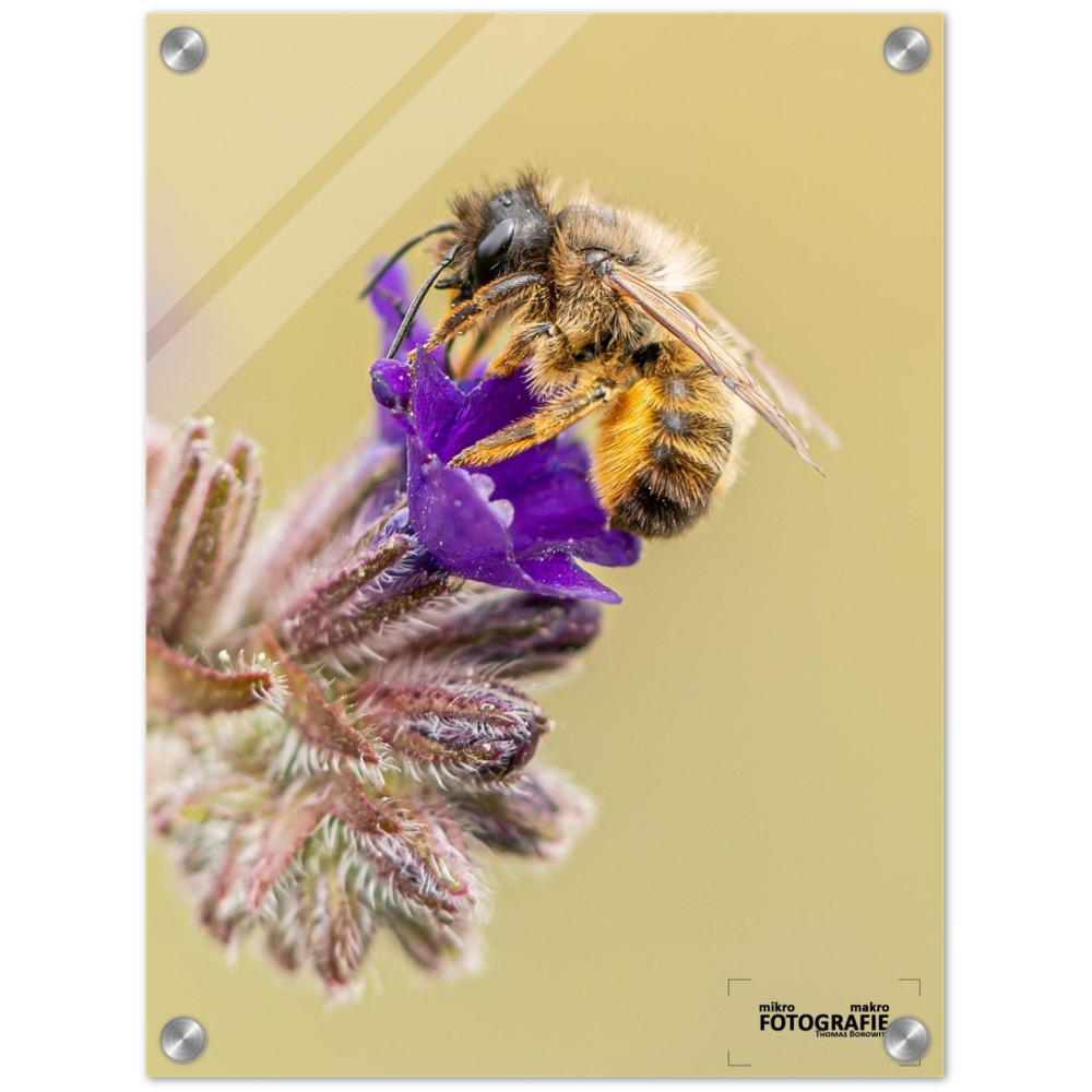 Bienen und Blumen