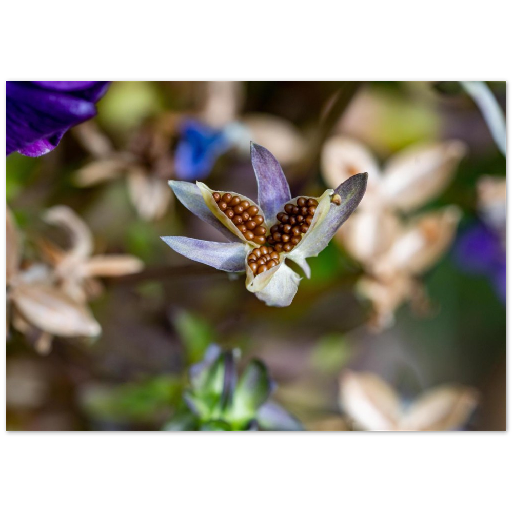 Blumenbild
