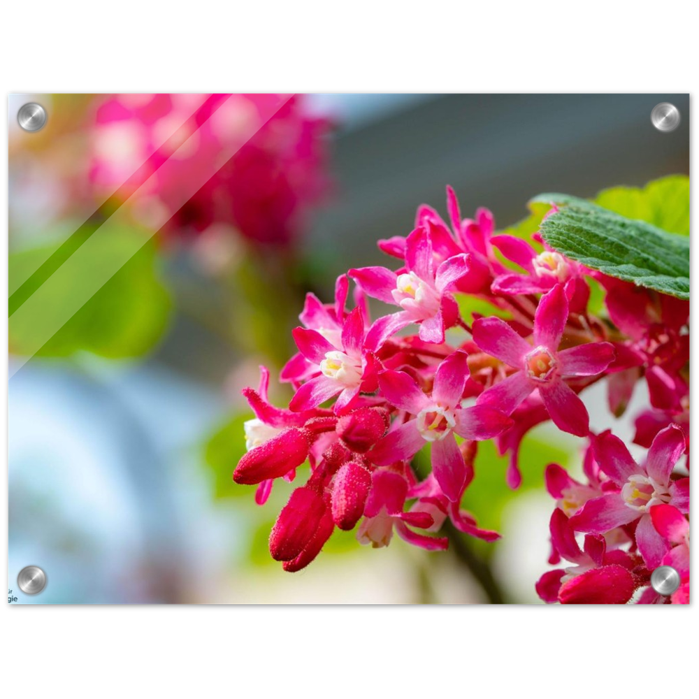 Schöne Blumen