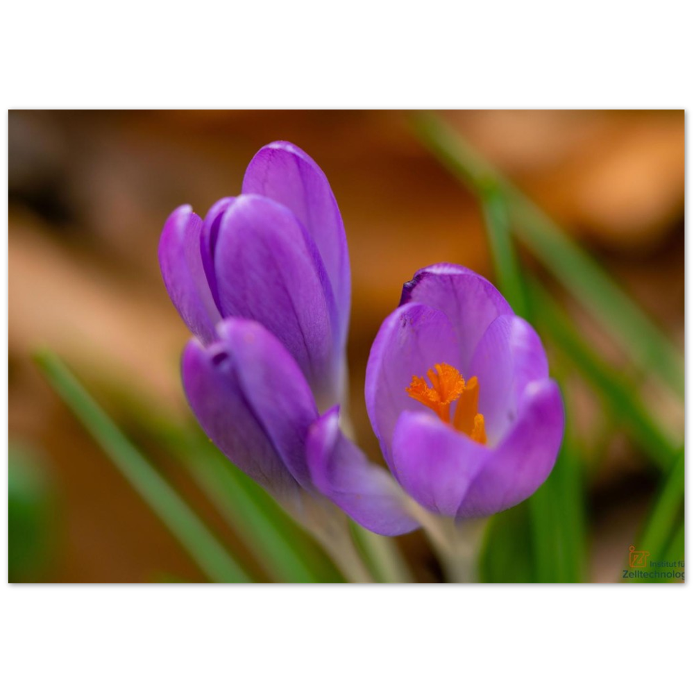Blümchen