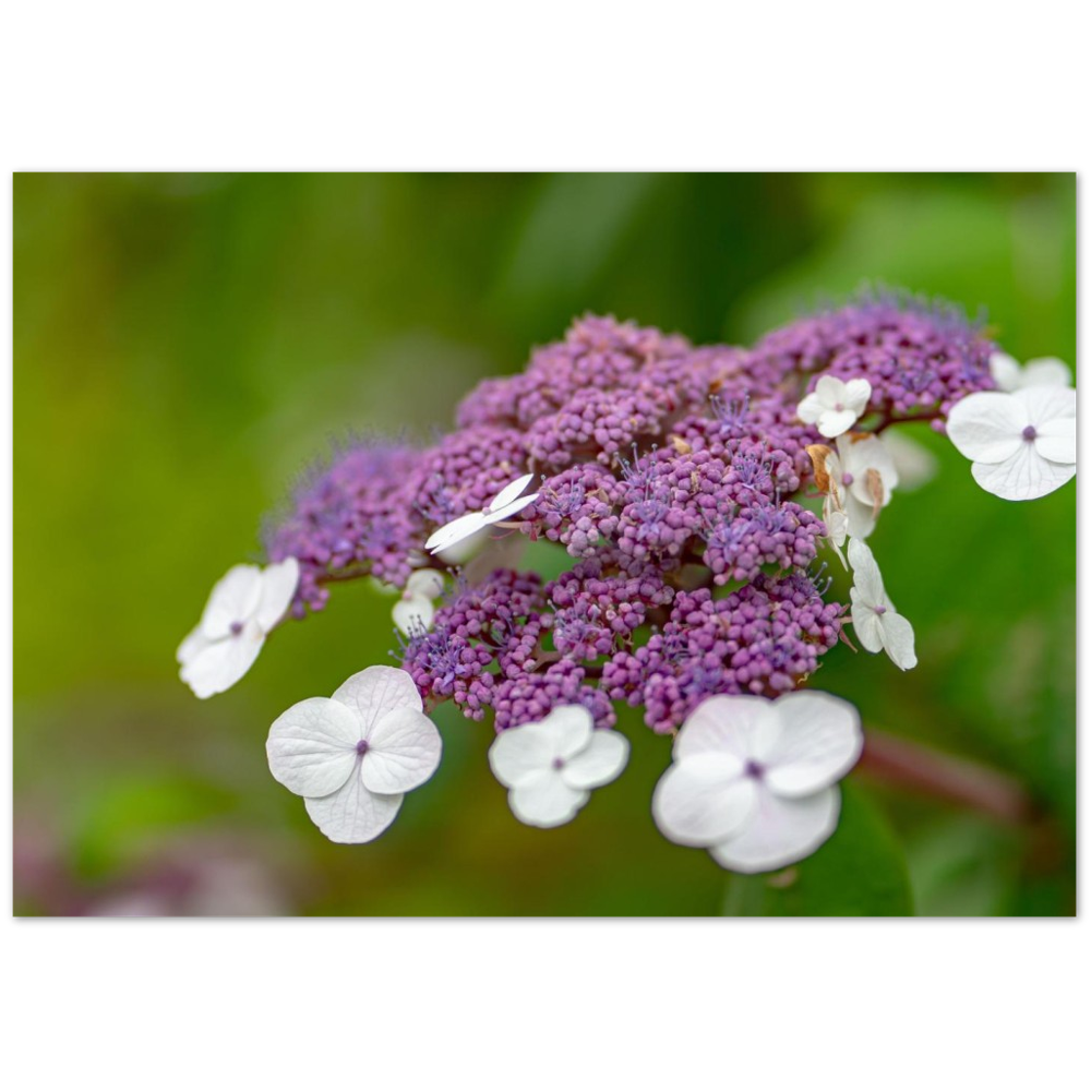 Natur pur