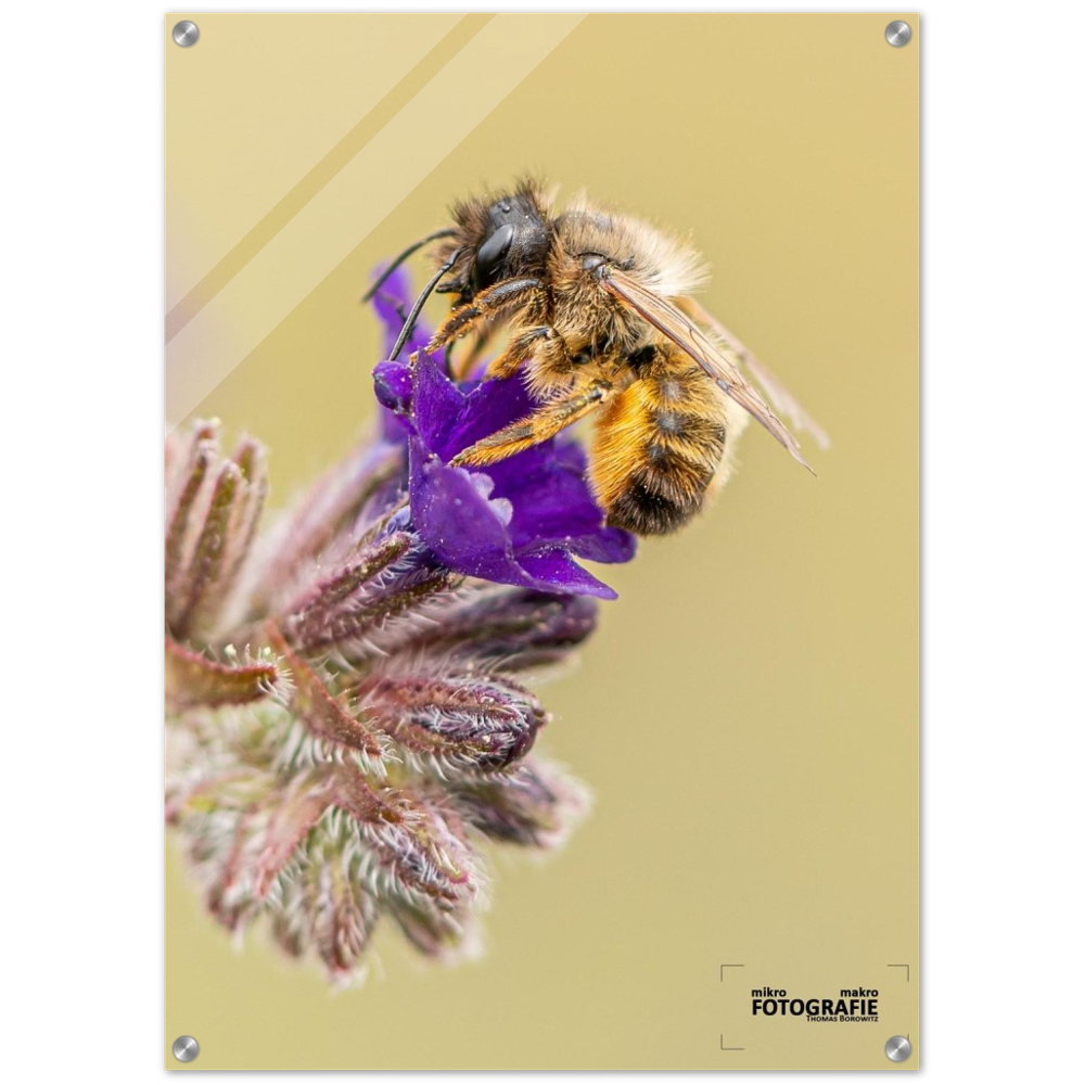 Bienen und Blumen
