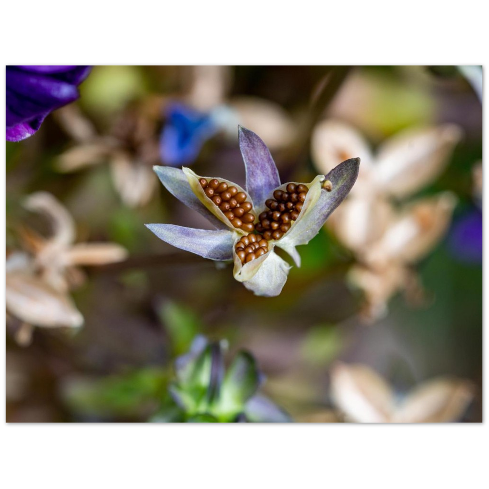 Blumenbild