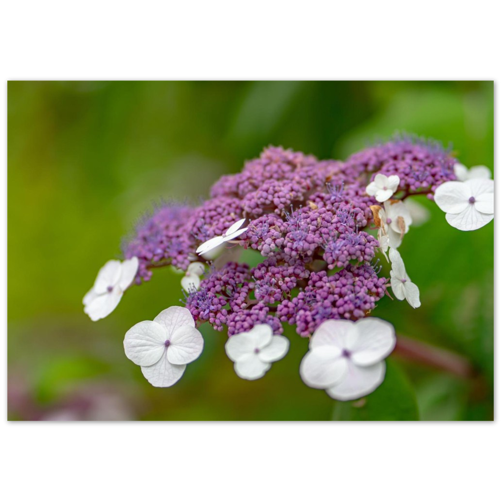 Natur pur
