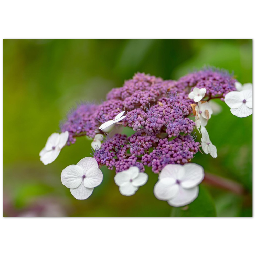 Natur pur