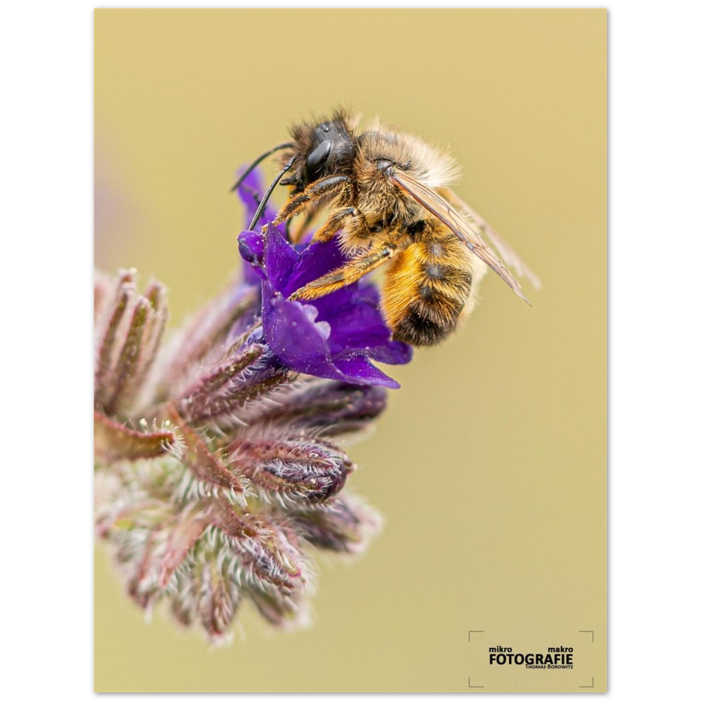 Bienen und Blumen