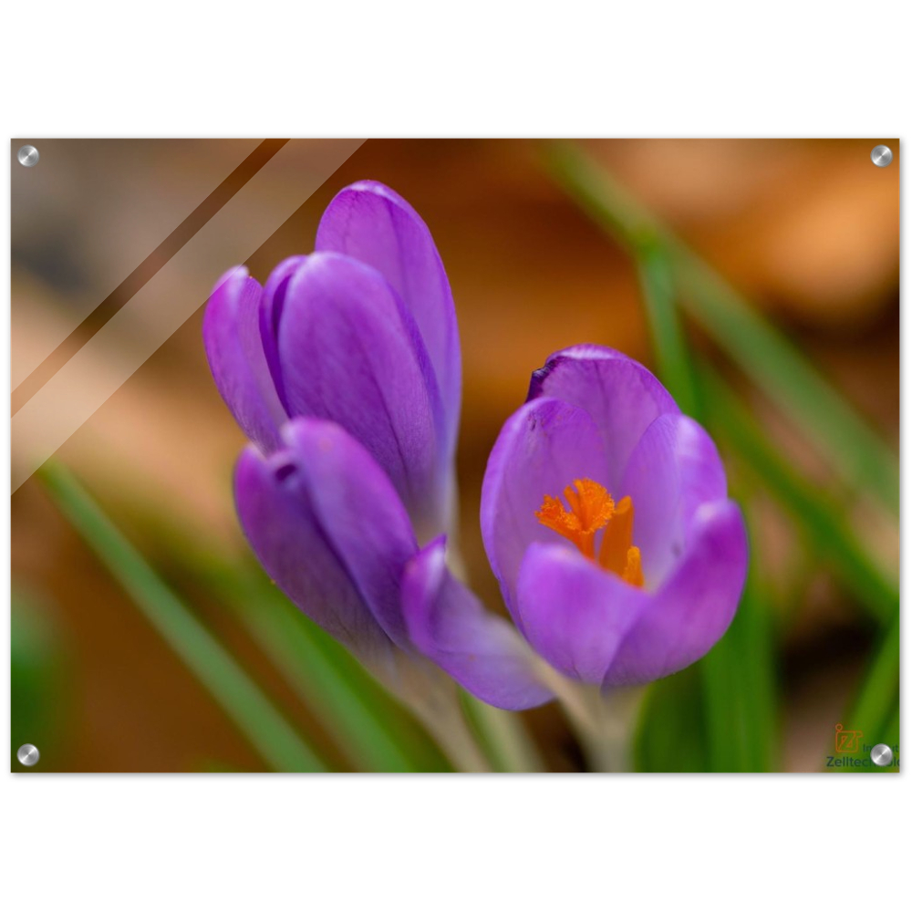 Blümchen