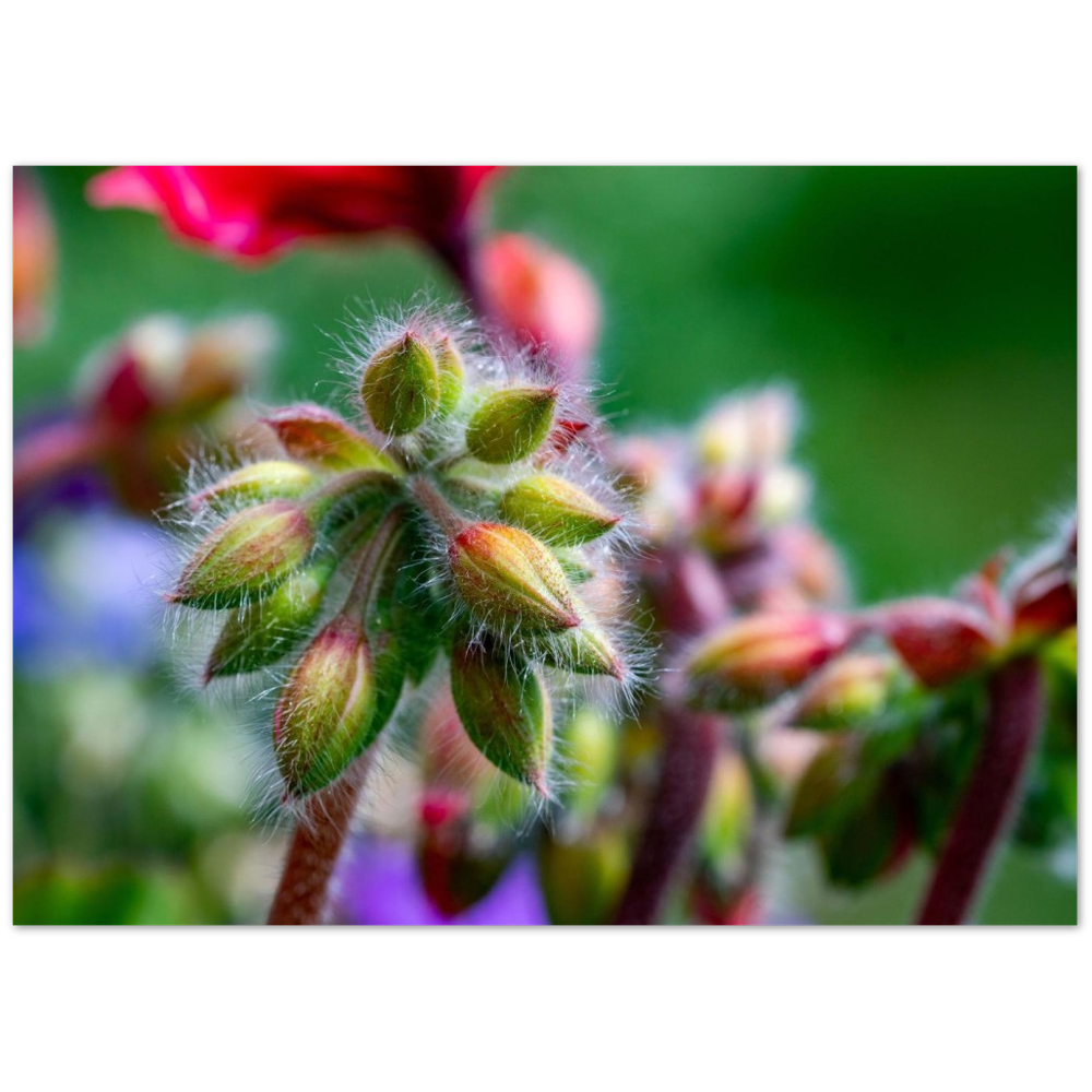 Naturblume