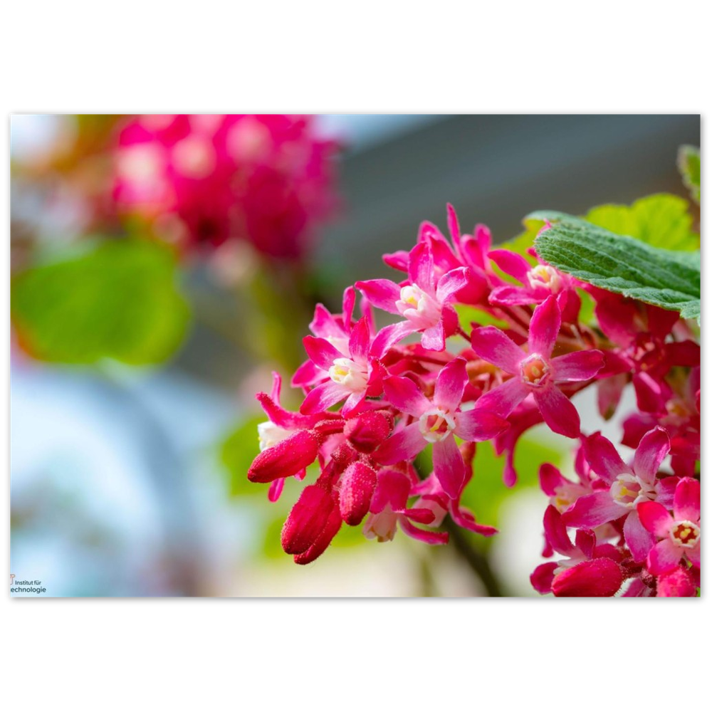 Schöne Blumen – Natur-Wandbild