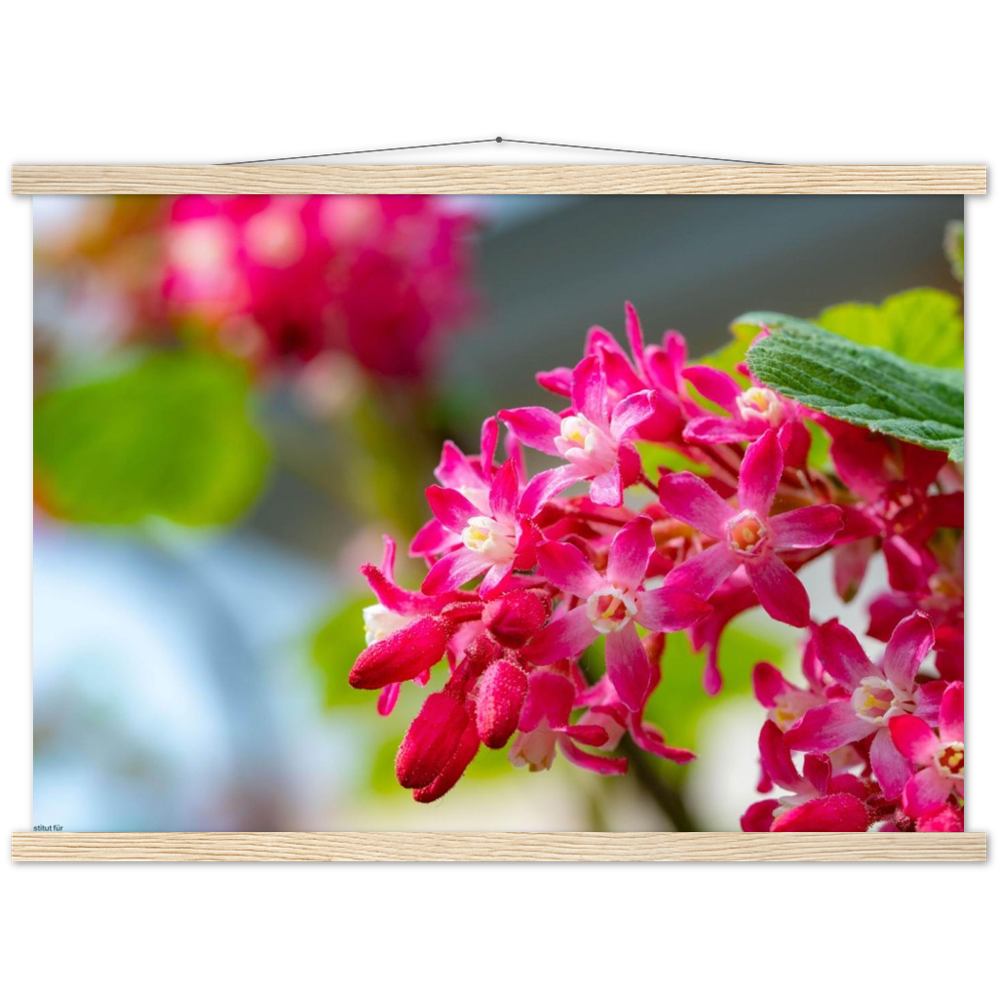 Schöne Blumen