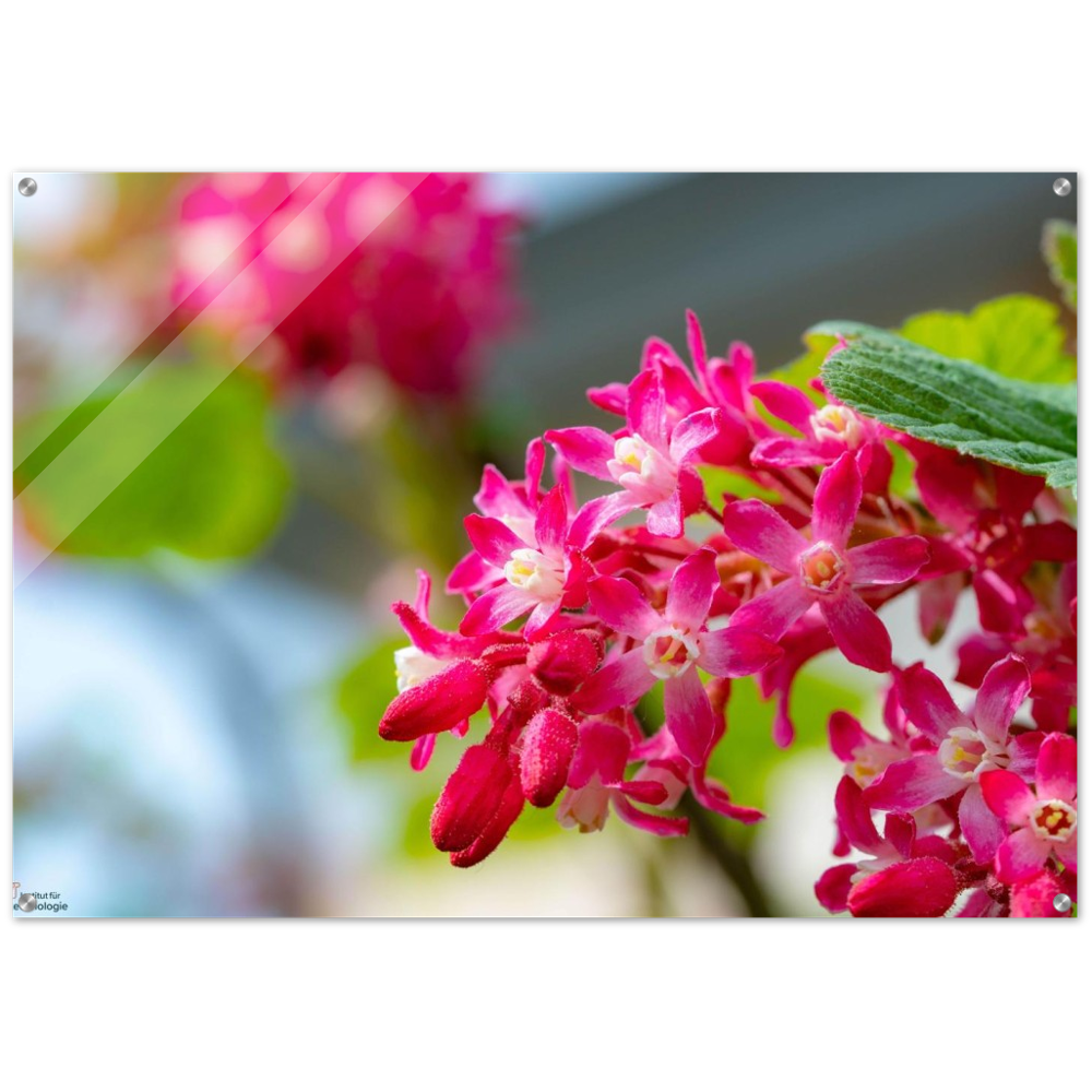 Schöne Blumen