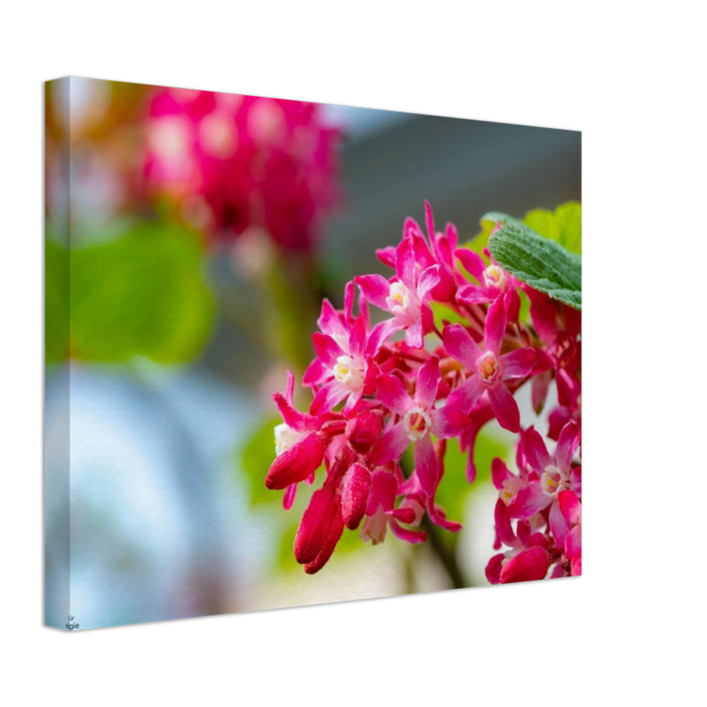 Schöne Blumen