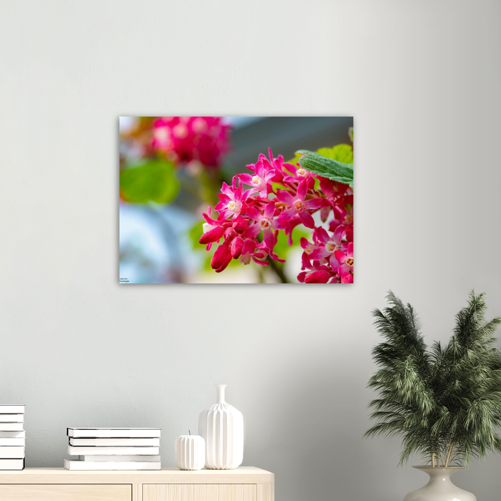 Schöne Blumen