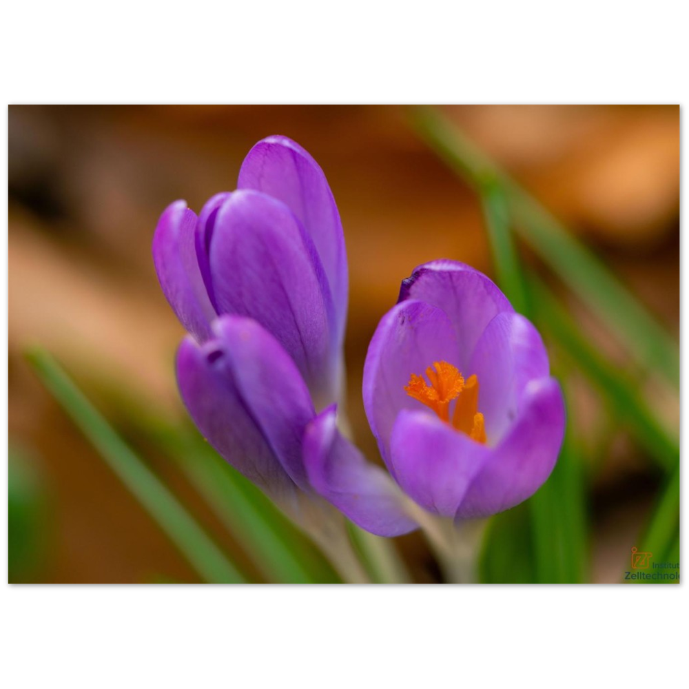 Blümchen