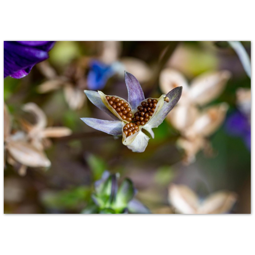 Blumenbild