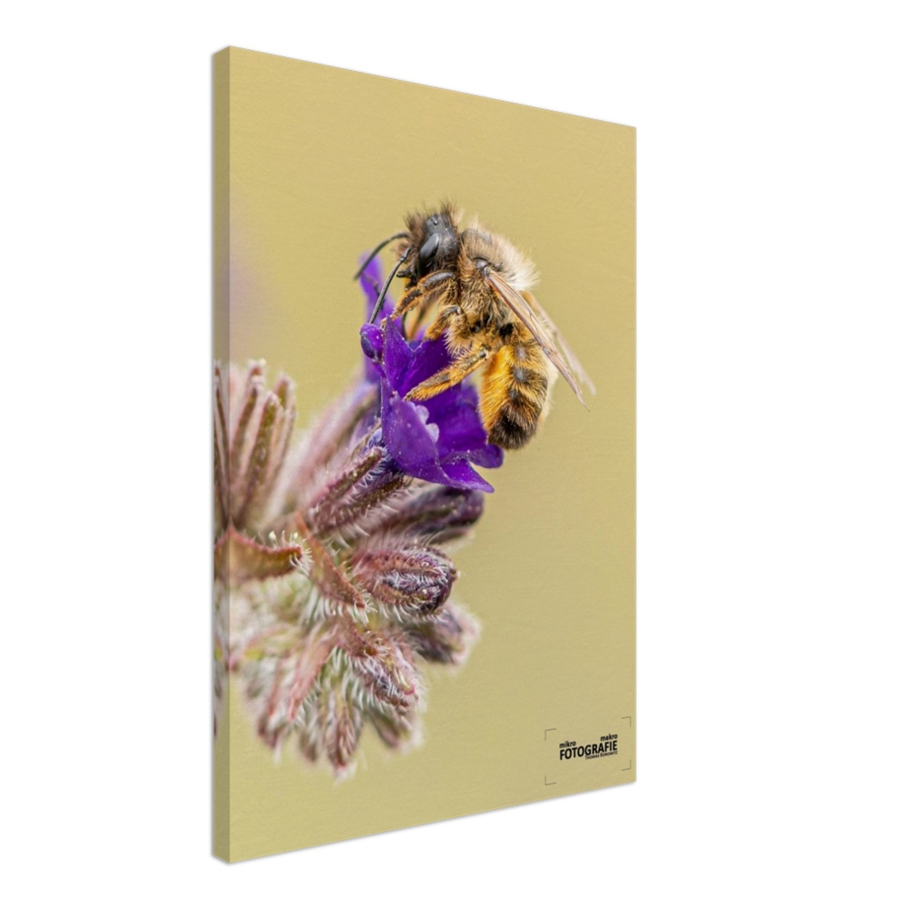 Bienen und Blumen