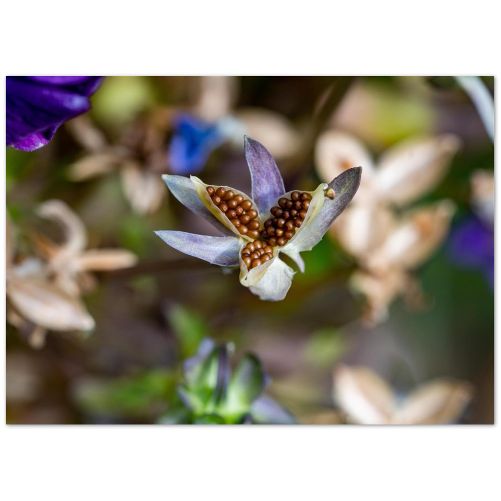 Blumenbild