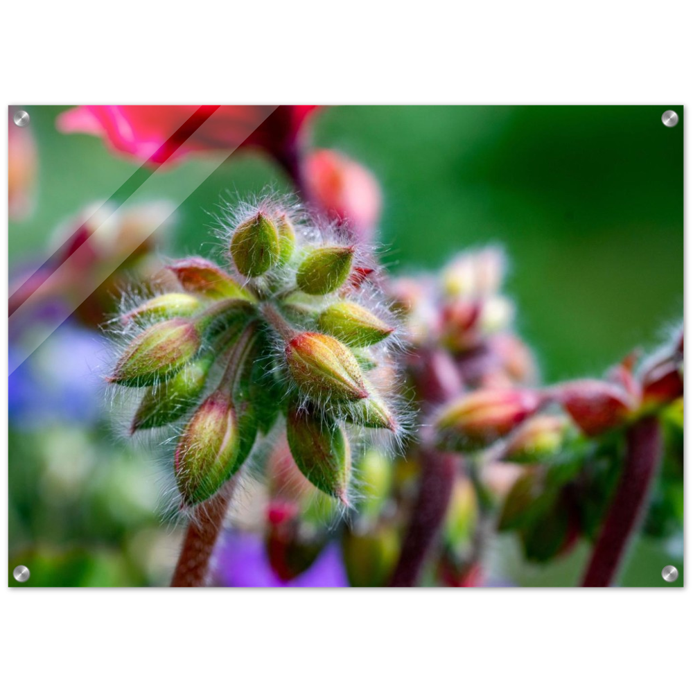 Naturblume