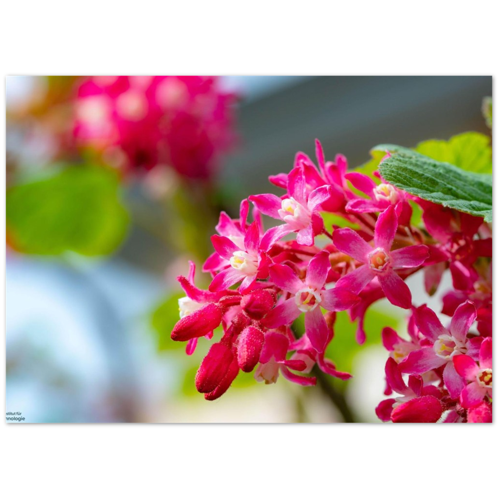 Schöne Blumen
