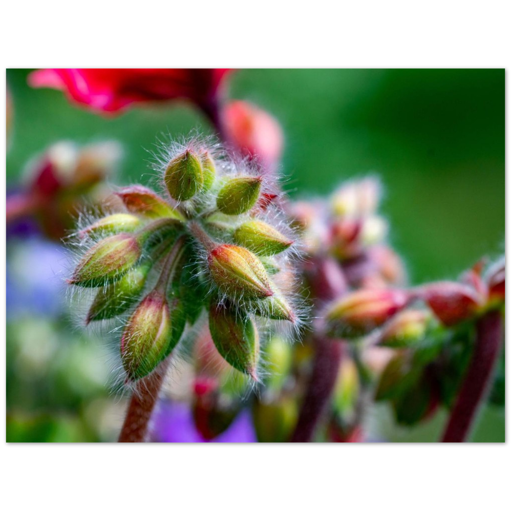 Naturblume