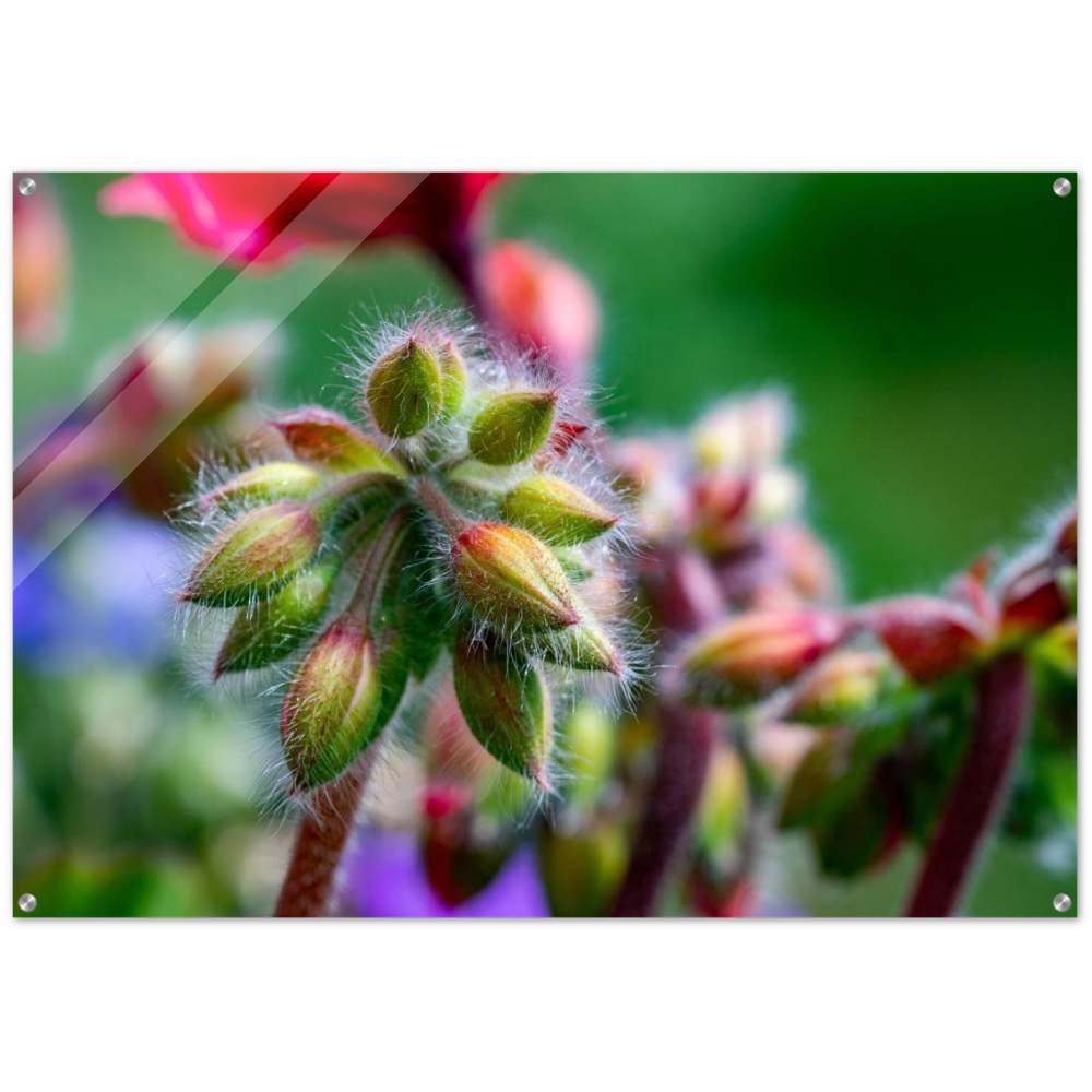 Naturblume