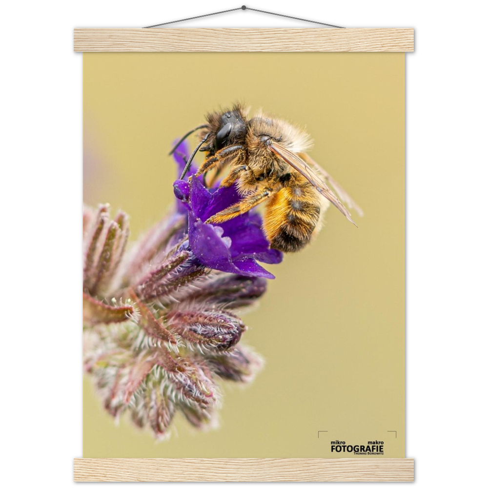 Bienen und Blumen