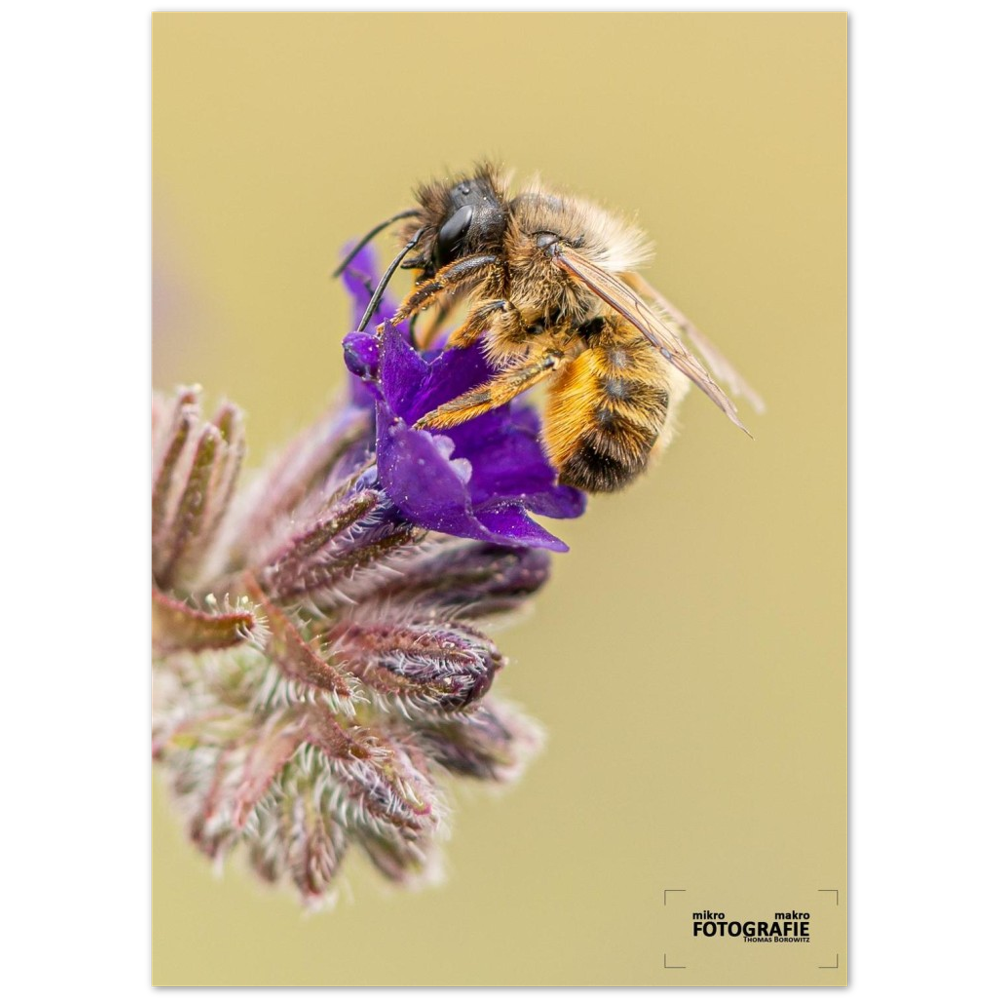 Bienen und Blumen