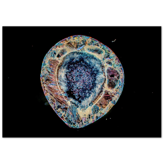 red wine colours (Weinsäure)