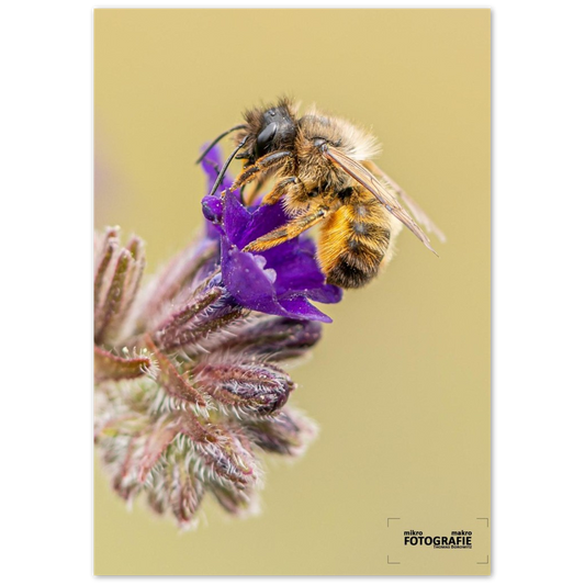 Bienen und Blumen