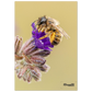 Bienen und Blumen