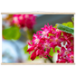 Schöne Blumen