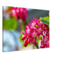 Schöne Blumen