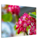 Schöne Blumen